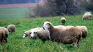 El Govern desenvolupa un projecte per potenciar la capacitat dels sòls agrícoles i forestals per capturar carboni
