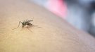 Com eliminar els mosquits: prevenció i estratègies eficaces