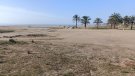Tarda festiva per a gossos a la nova platja del Vendrell