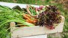 La producció bio a Catalunya continua creixent en superfície i indústria