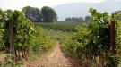 El sector del cava es “resigna” a treballar amb uns aranzels del 15% i demana “estabilitat” per planificar el futur