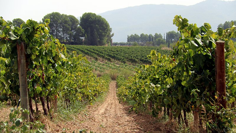 El sector recorda que el gravamen també afectarà els seus competidors i que això ho han d’aprofitar,