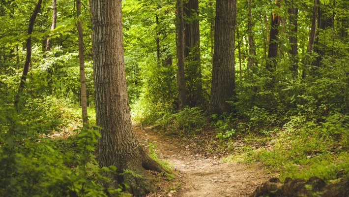 La gestió forestal, bàsica per uns boscos sans