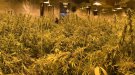 Els Mossos d’Esquadra detenen un home i desmantellen una plantació indoor de marihuana al Baix Penedès