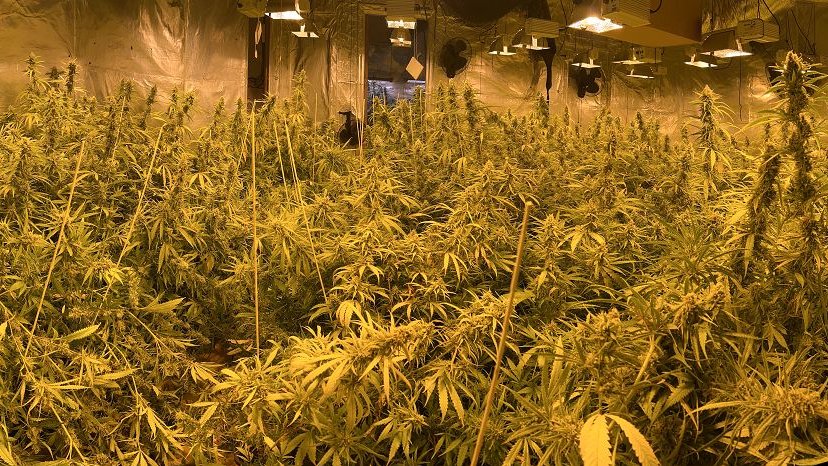 Els Mossos d’Esquadra detenen un home i desmantellen una plantació indoor de marihuana al Baix Penedès