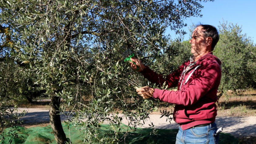 Les cooperatives agràries calculen que la collita d’oli podria duplicar-se i arribar fins a les 35.500 tones