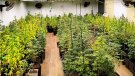 Prop de 15.000 persones van iniciar tractament per addiccions el 2024, la segona xifra més alta en tres dècades