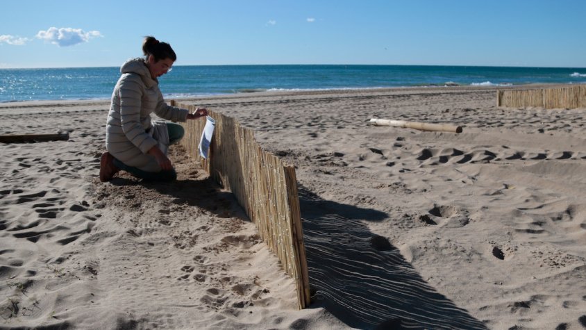 La platja de Calafell incorpora captadors eòlics per afavorir el manteniment de les dunes i la resiliència de l'entorn