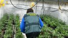 Sis detinguts en el desmantellament de dues plantacions de marihuana al Vendrell, Vespella de Gaià i Salomó