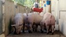 El sector porcí multiplica per cinc el nombre d’animals per granja en 30 anys