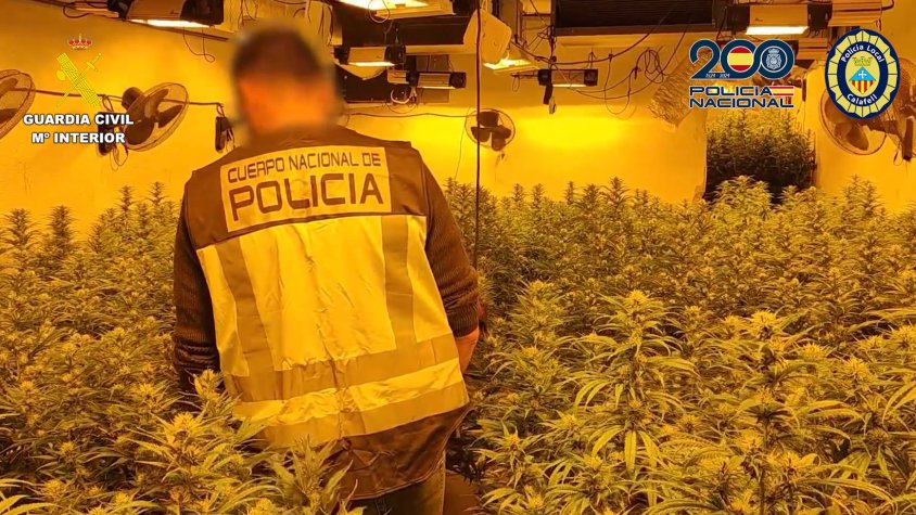 Set detinguts en el desmantellament de plantacions il·legals de marihuana a Calafell, Cunit i Roda de Berà