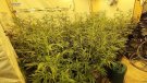 Desarticulada una organització criminal dedicada al cultiu i tràfic de marihuana a Tarragona i Barcelona