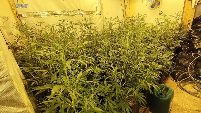 Desarticulada una organització criminal dedicada al cultiu i tràfic de marihuana a Tarragona i Barcelona